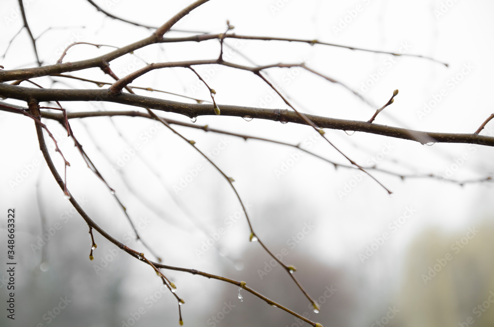Brown branches of a tree without leaves with rain drops in front of grey sky