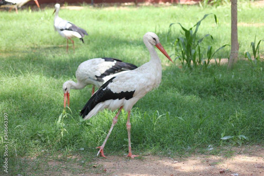 Fototapeta premium stork in the grass