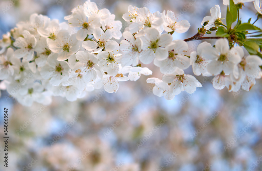 White buds of blossoming spring flowers on a branch, on a white blurred background