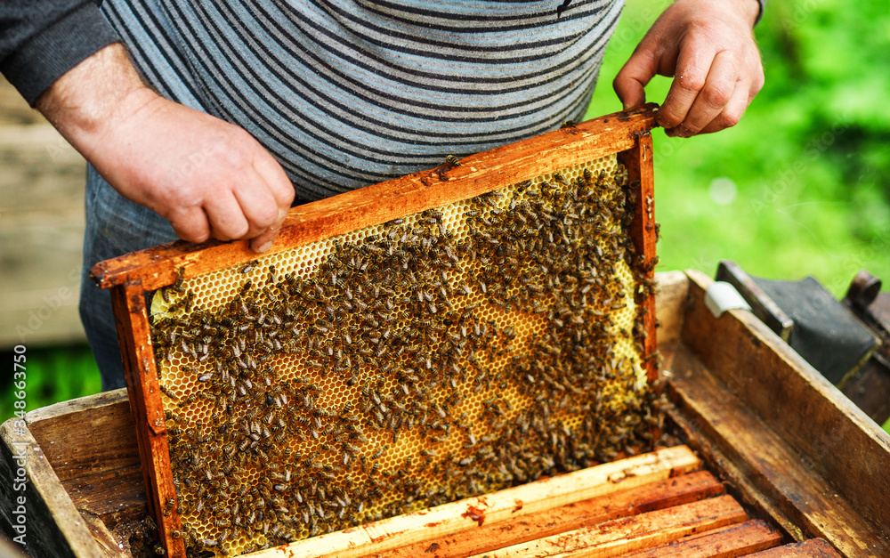 A beekeeper checks the beehives in the bee-garden by pulling out the individual frames and examining them carefully, apiculture concept A beekeeper checks the beehives in the bee-garden by pulling out the individual frames and examining them carefully, apiculture concept