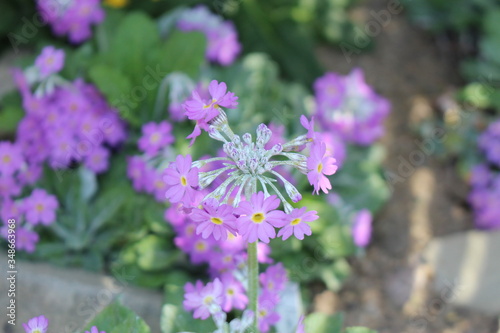 Wallpaper Mural   Blue "Leaf Rake Primrose" flowers (Ger. Laubreiche Primel) in St. Gallen, Switzerland. Its scientific name is Primula Frondosa, native to Alp mountains and Bulgaria. Torontodigital.ca