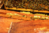 A beekeeper checks the beehives in the bee-garden by pulling out the individual frames and examining them carefully, apiculture concept