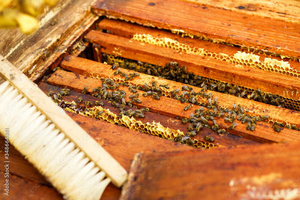 The photo shows beehive, wax honeycomb from a bee hive filled with golden honey. Honeycomb macro photography consisting of beeswax, yellow sweet honeys from beehive. The photo shows beehive, wax honeycomb from a bee hive filled with golden honey. Honeycomb macro photography consisting of beeswax, yellow sweet honeys from beehive.