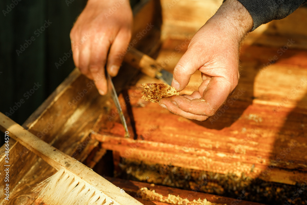 Beekeeper at work. Inspection by a beekeeper of a beehive with bees. Close up of beekeeper's hands. Using a beekeeping tool to pick up honey comb in wooden frame. Beekeeper at work. Inspection by a beekeeper of a beehive with bees. Close up of beekeeper's hands. Using a beekeeping tool to pick up honey comb in wooden frame.