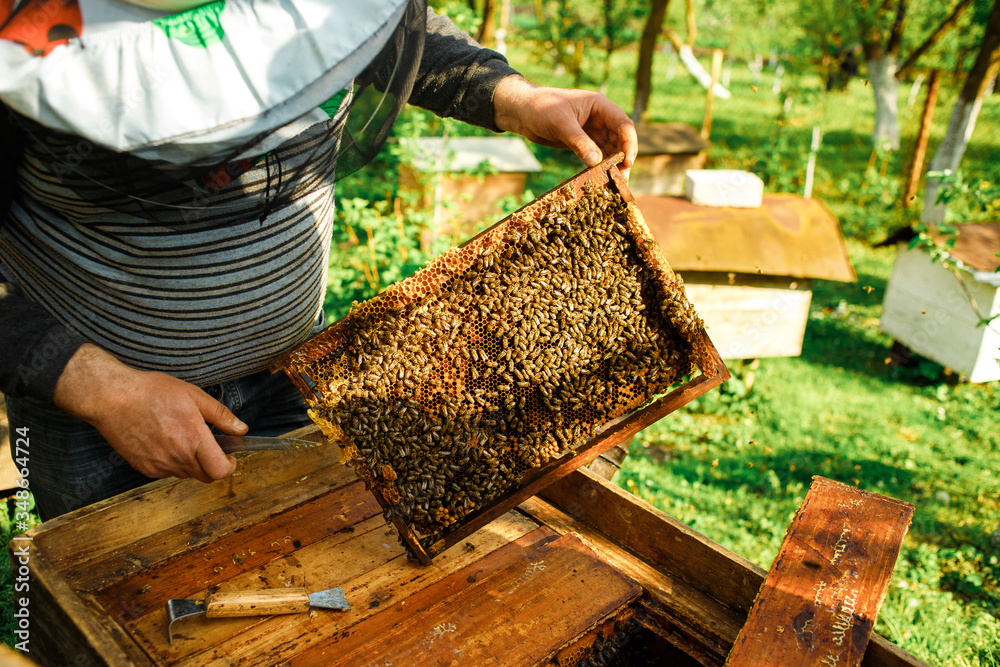 Hobby and business. Beekeeper works with honeycomb full of bees outdoors at sunny day.