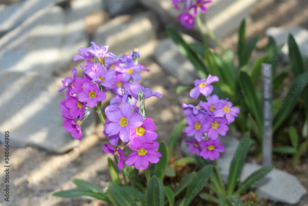 Purple Purple