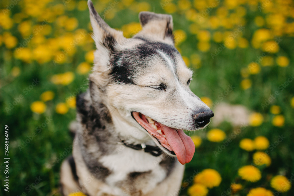 Happy black dog in a flowering meadow, yellow colors. Happy black dog in a flowering meadow, yellow colors.