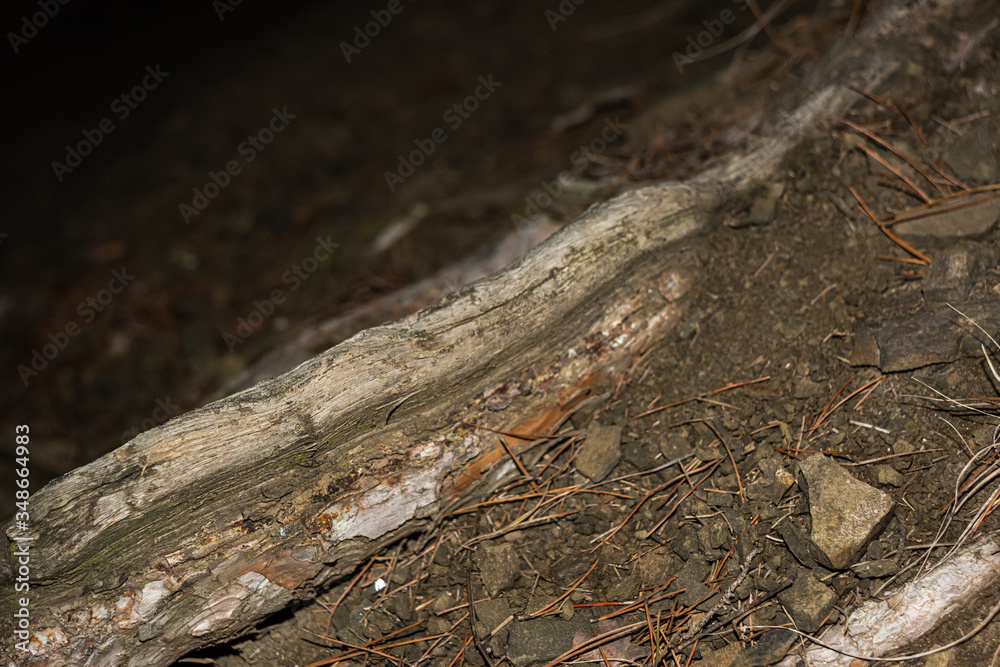 Roots of tree in the night is close Roots of tree in the night is close