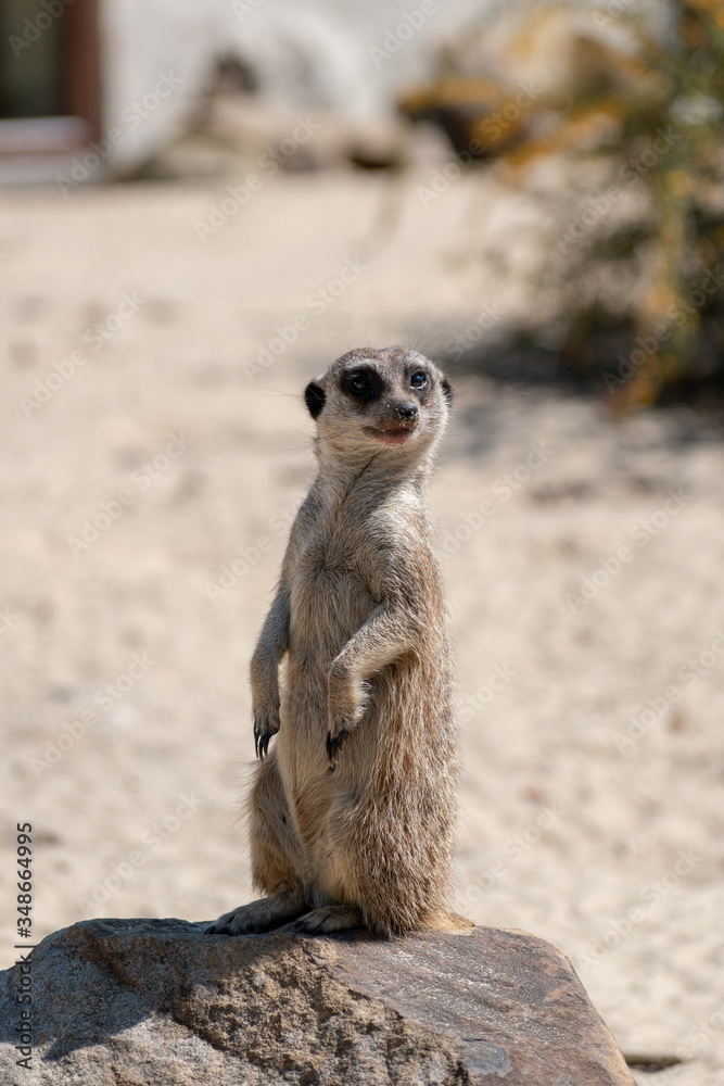 meerkat on the lookout meerkat on the lookout
