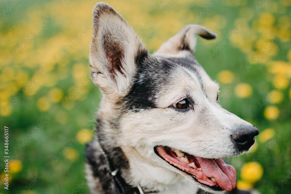Happy black dog in a flowering meadow, yellow colors. Happy black dog in a flowering meadow, yellow colors.