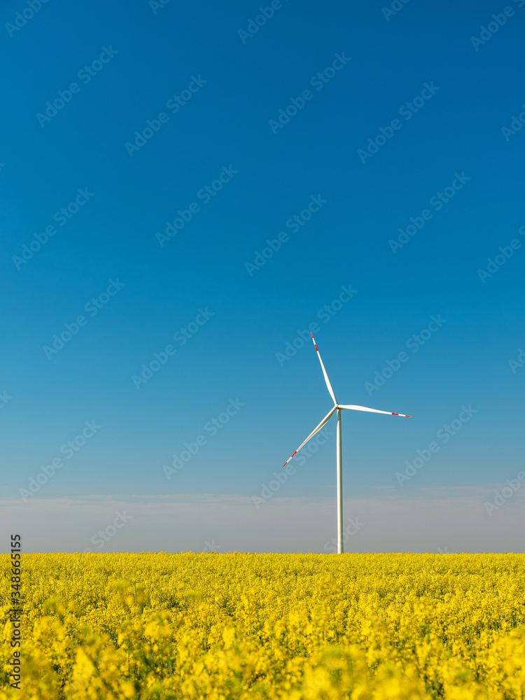Alone wind turbine in rapeseed field under blue sky in vertical frame with copy space