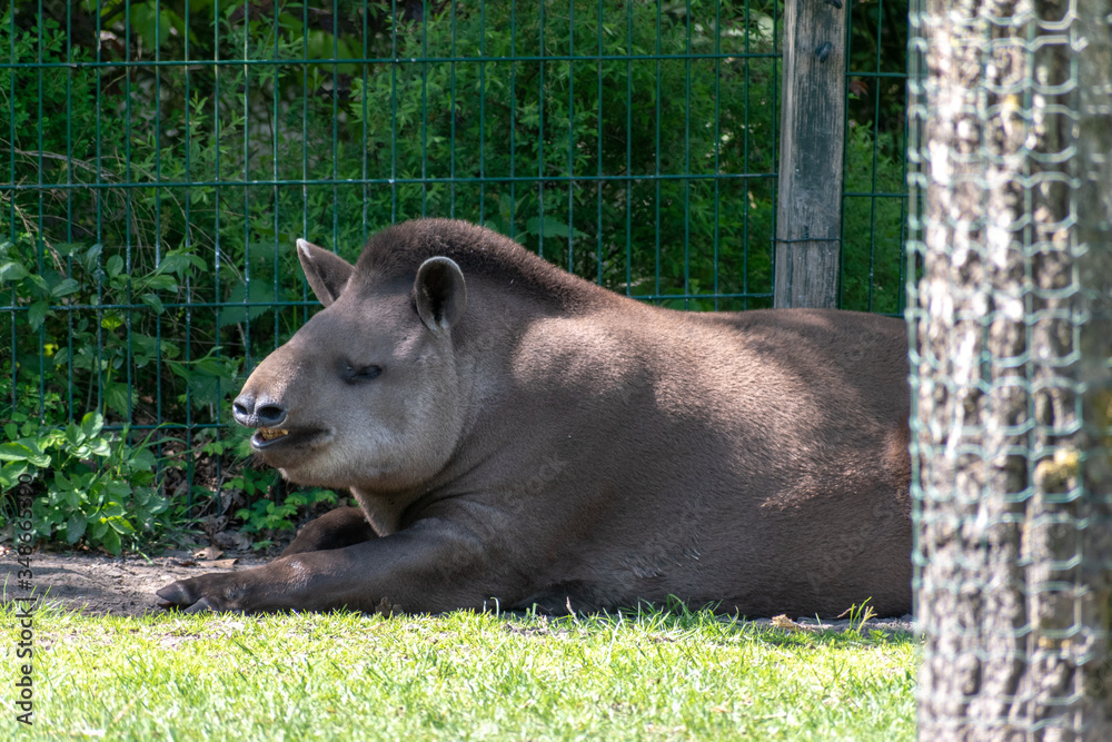 Fototapeta premium tapir in the zoo