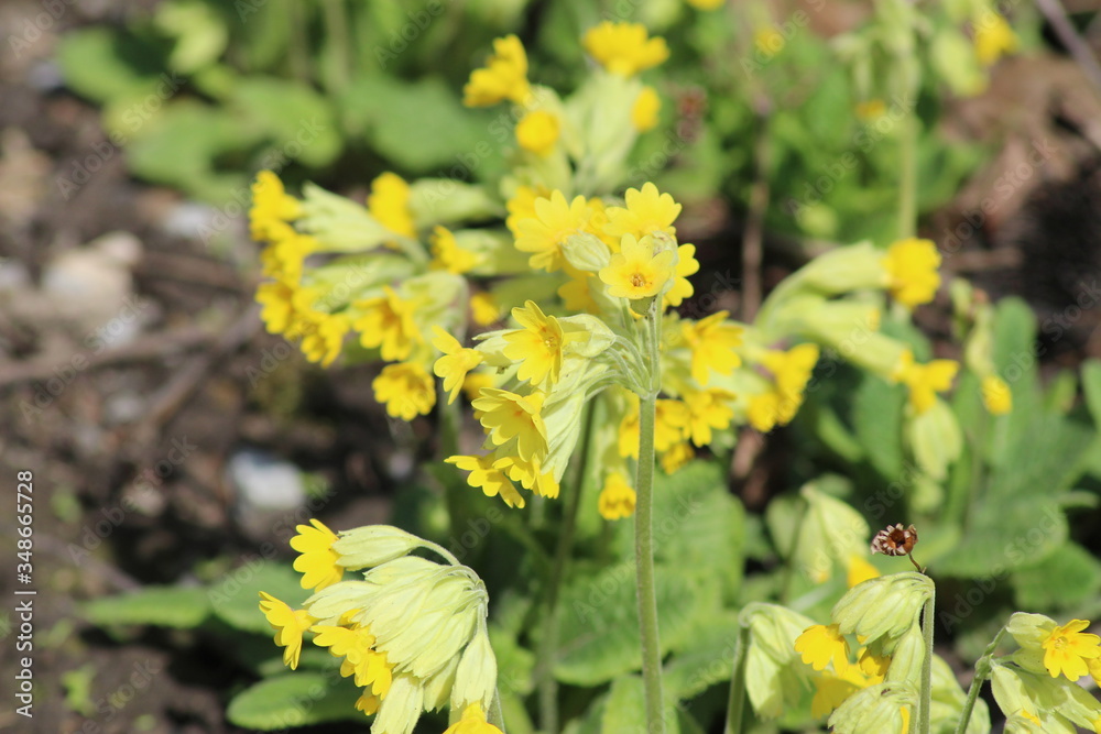 Yellow Cowslip Primrose or Cowslip Common Cowslip Flowers And Buds Yellow Cowslip Primrose or Cowslip Common Cowslip Flowers And Buds