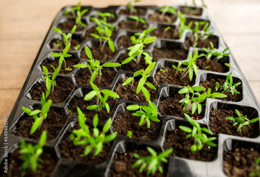 Young green tomato seedling in seedling tray, close up, plants in plastic cells, organic gardening Young green tomato seedling in seedling tray, close up, plants in plastic cells, organic gardening