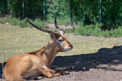 singel impala in the zoo