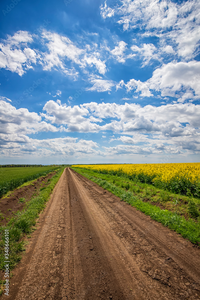 Scenic view on the country road between rapeseed and wheat fields. Vertical view Scenic view on the country road between rapeseed and wheat fields. Vertical view