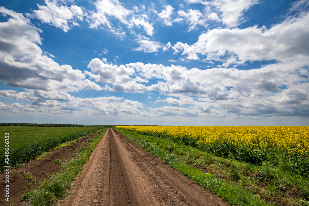 Scenic view on the country road between rapeseed and wheat fields. Horizontal view Scenic view on the country road between rapeseed and wheat fields. Horizontal view