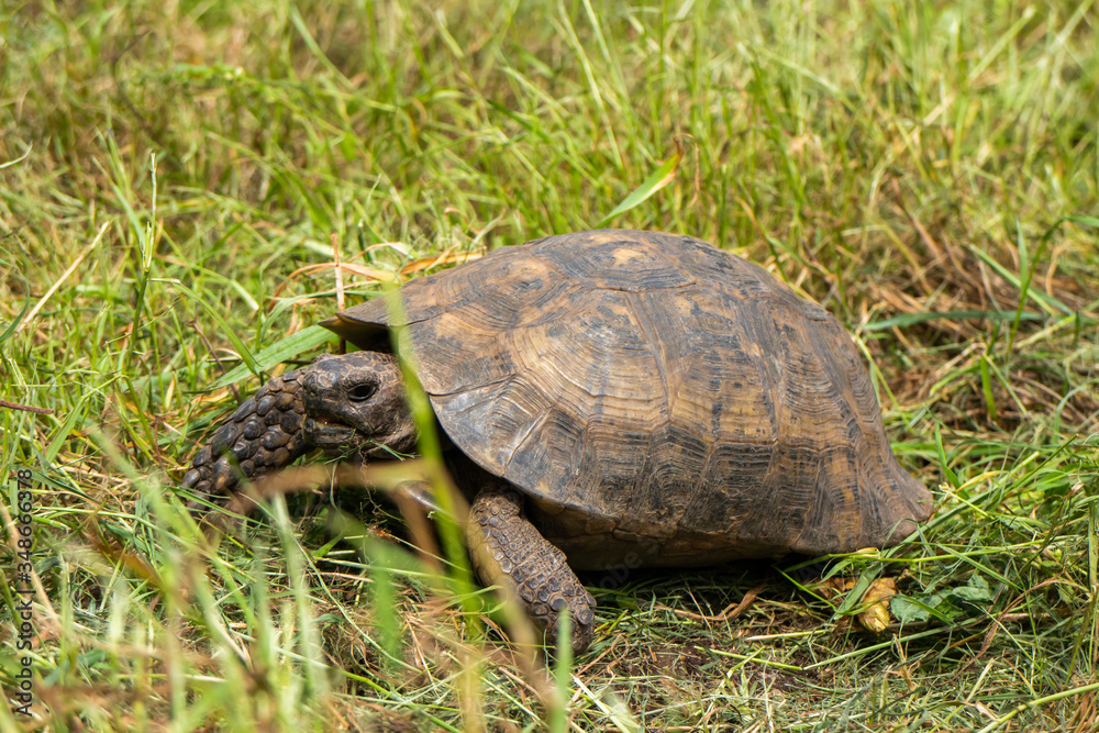 Galician turtle walking on the grass Galician turtle walking on the grass