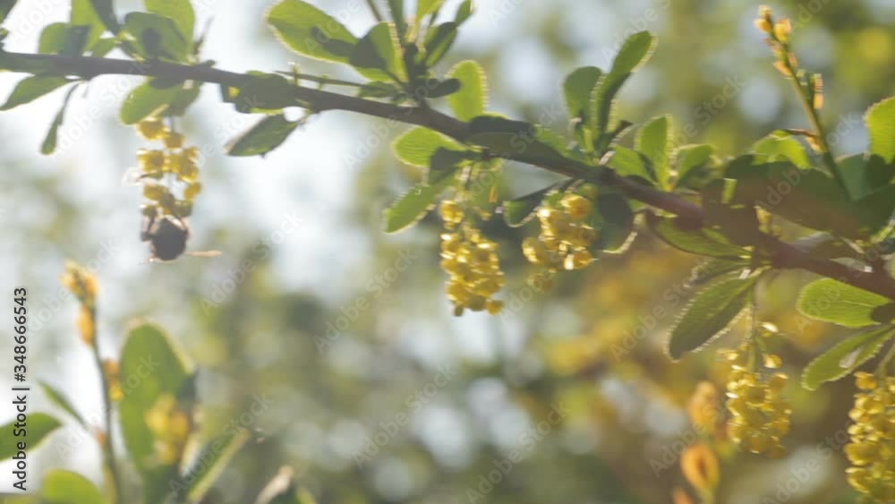 Big hairy bumblebee pollinates yellow flowers barberry in the garden on background of blue sky. Nature in spring. Big hairy bumblebee pollinates yellow flowers barberry in the garden on background of blue sky. Nature in spring.