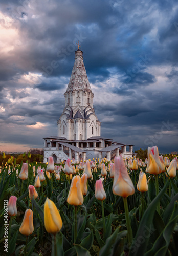 Church of the Ascension in spring flowers. Tulips on the background of the church. Park Kolomenskoye