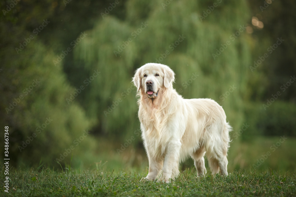 dog golden retriever standing in beautuful summer park dog golden retriever standing in beautuful summer park