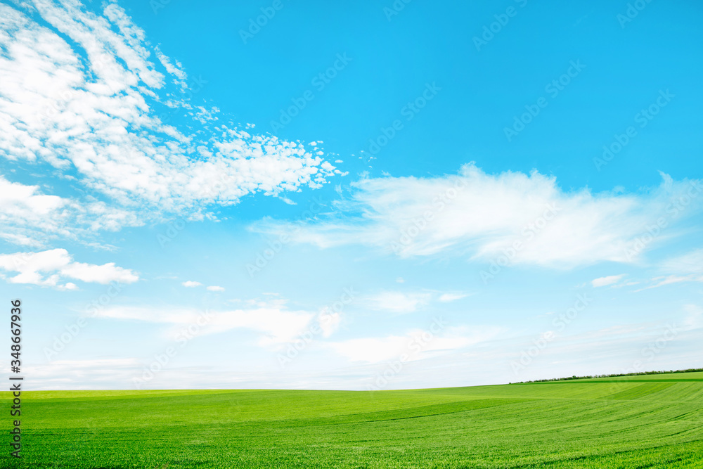Meadow field wheat hill with white clouds and blue sky. Panoramic landscape