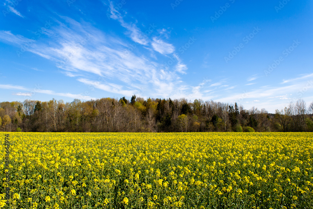 A beautiful rape field with a forest in the middle in the country with a blue sky with clouds. Magic rapeseed fields in May, cultivation - rapeseed, rapeseed oil, Belarus