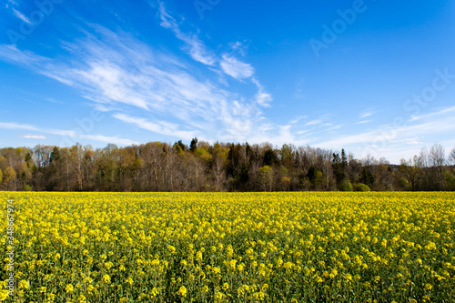 A beautiful rape field with a forest in the middle in the country with a blue sky with clouds. Magic rapeseed fields in May  cultivation - rapeseed  rapeseed oil  Belarus