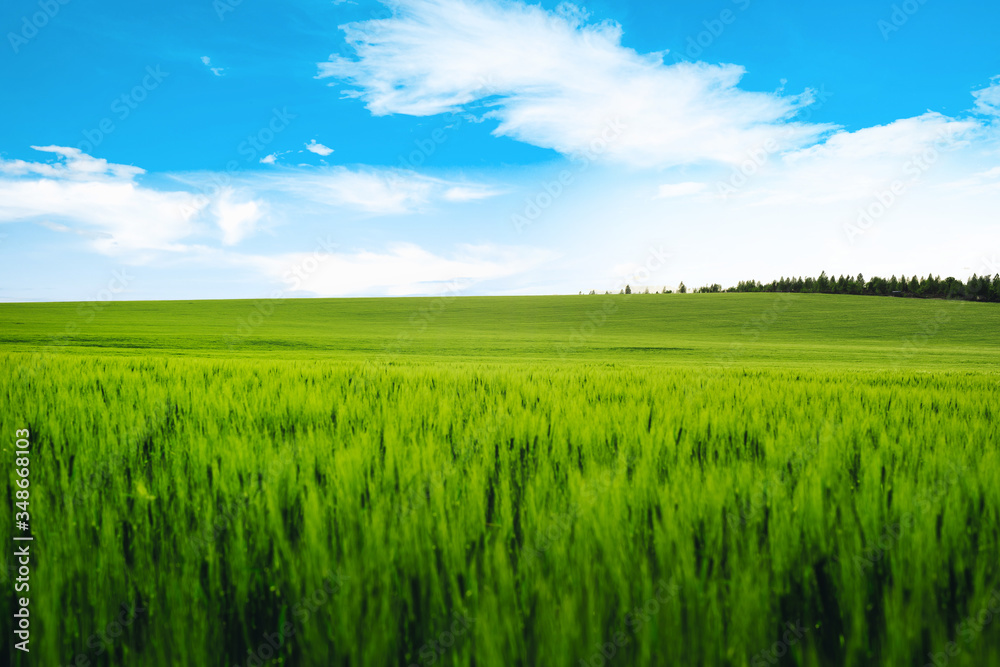 Meadow field wheat hill with white clouds and blue sky. Panoramic landscape Meadow field wheat hill with white clouds and blue sky. Panoramic landscape