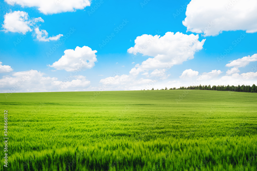 Meadow field wheat hill with white clouds and blue sky. Panoramic landscape Meadow field wheat hill with white clouds and blue sky. Panoramic landscape