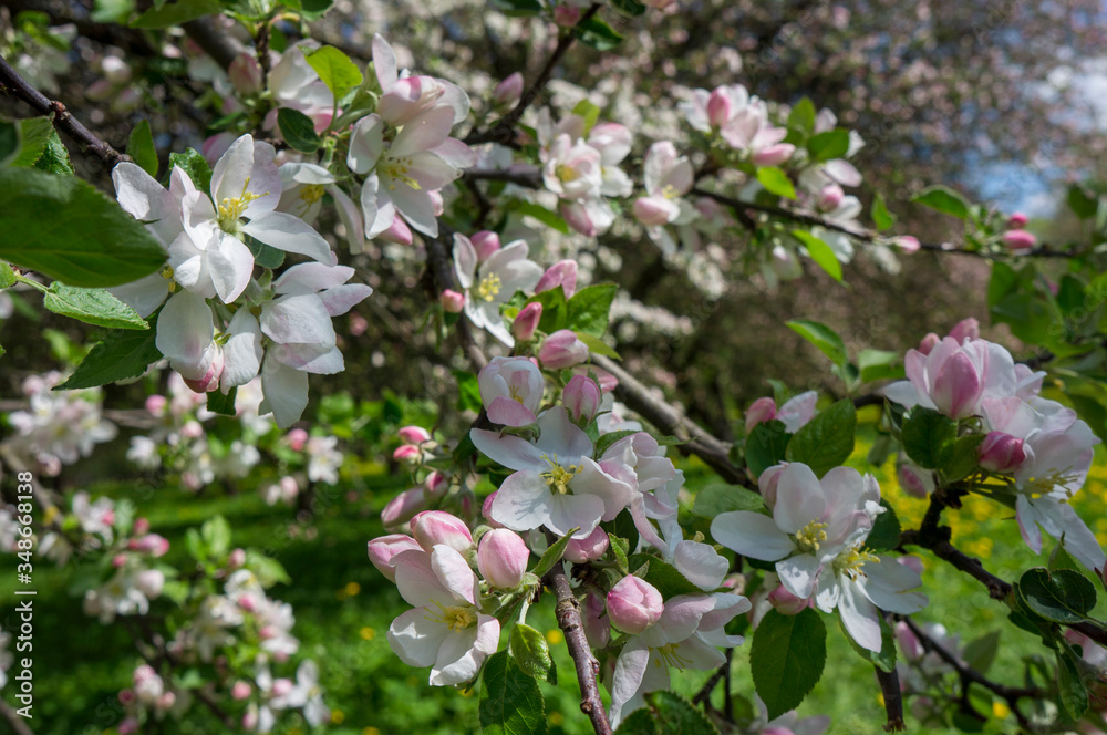 Obraz premium Flowering season of apple and cherry