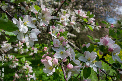 Flowering season of apple and cherry