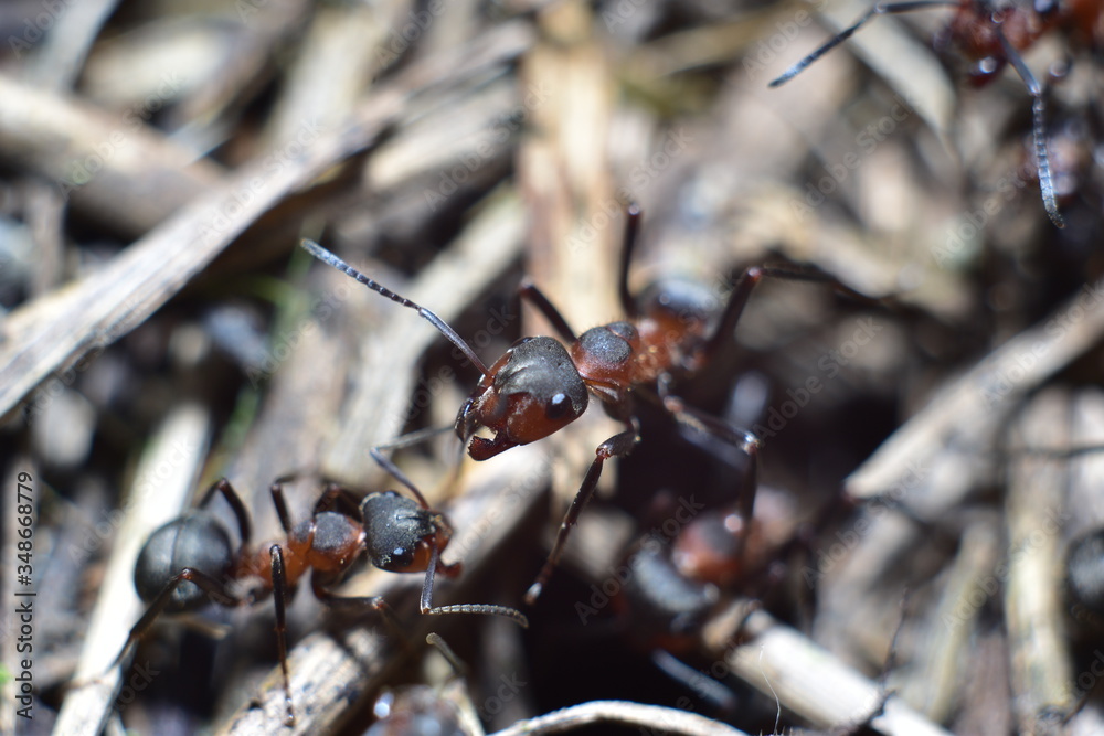 close-up of an ant in a forest anthill