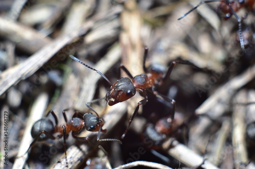 close-up of an ant in a forest anthill © Андрей Семенякин