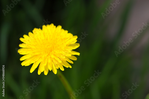 mniszek lekarski, mniszek pospolity, Taraxacum officinale, w czasie kwitnienia wiosną, pojedynczy żółty kwiat, 