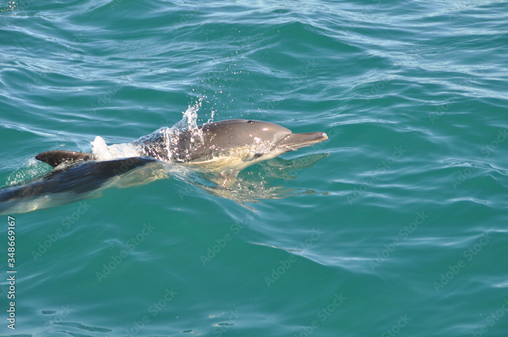 Fototapeta premium One dolphin swimming in the indian ocean