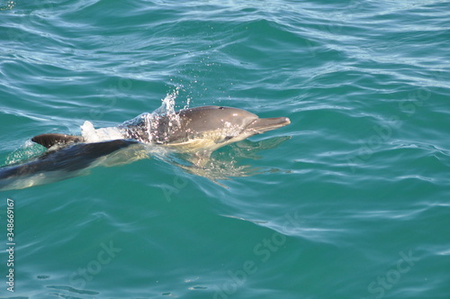One dolphin swimming in the indian ocean © Luise123