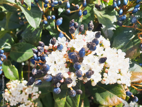 Viburnum tinus bush with black berries and white flowers on a background of green leaves. photo