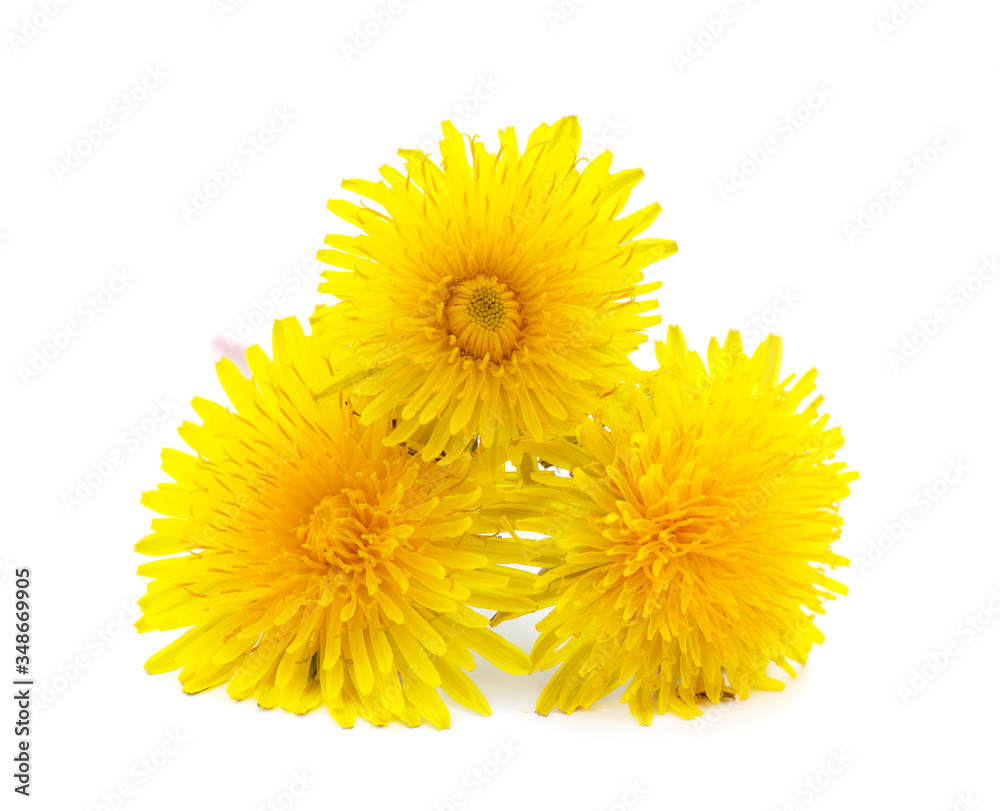 Bouquet of yellow dandelions. Bouquet of yellow dandelions.