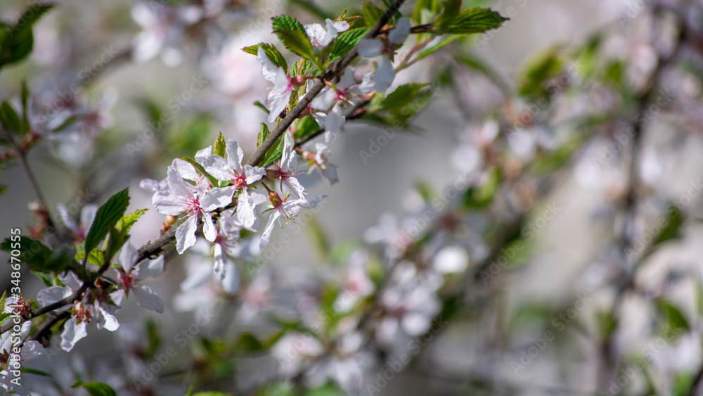 Flowering tree branch. Close-up. Sunny weather. Spring. Flowering tree branch. Close-up. Sunny weather. Spring.