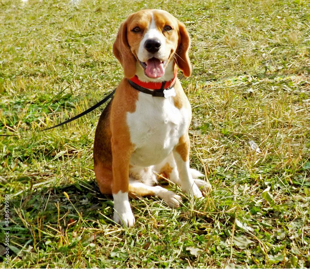 the Beagle on the lawn