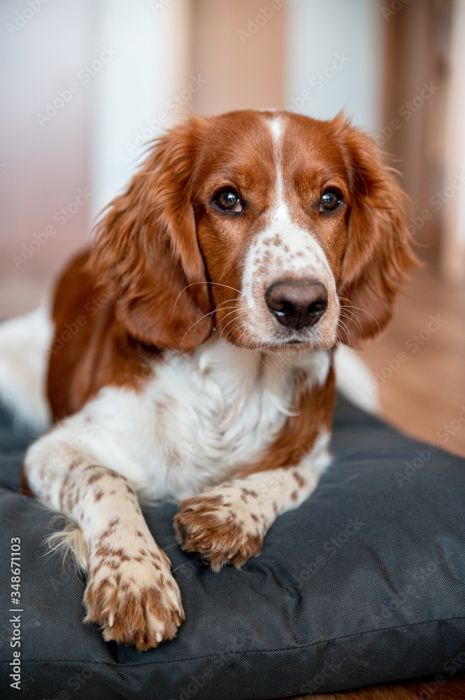 Cute welsh springer spaniel dog breed at home. Helthy adorable pretty dog. Cute welsh springer spaniel dog breed at home. Helthy adorable pretty dog.