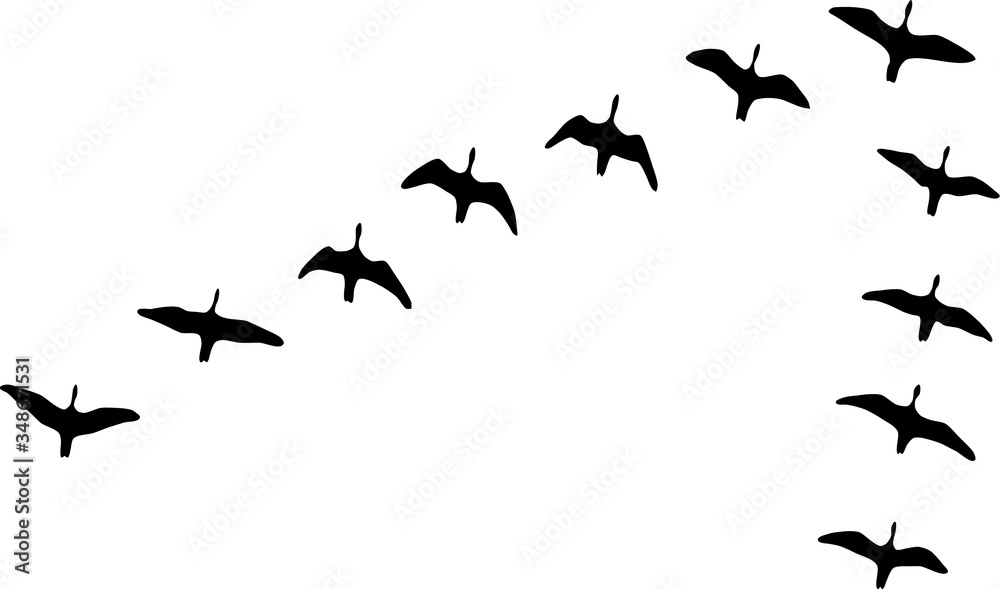 Black silhouettes of flying birds.
Black silhouettes of flying birds.