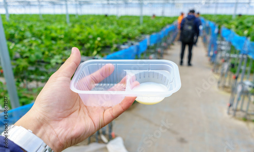 People hold box, cup filled sweetened condensed milk for dip fresh strawberry, crispy, sweet, mellow and delicious, in Japan farm. Concept of Japanese garden house tour with copy space for advertise.