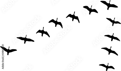 
Black silhouettes of flying birds.