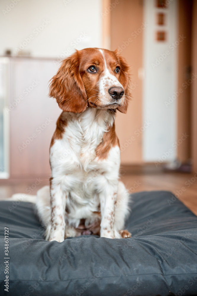 Cute welsh springer spaniel dog breed at home. Helthy adorable pretty dog. Cute welsh springer spaniel dog breed at home. Helthy adorable pretty dog.