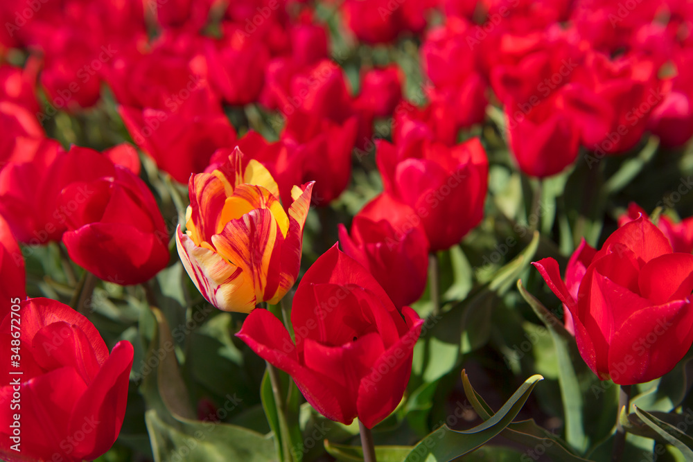 Fototapeta premium Fields full of Dutch tulips