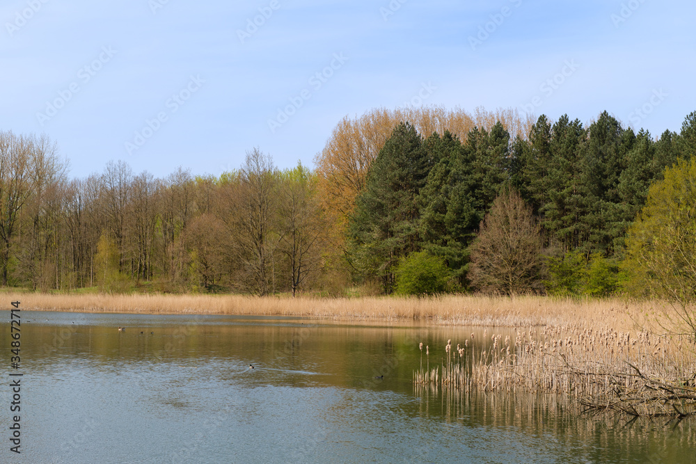 Fototapeta premium Lake in Dutch forest