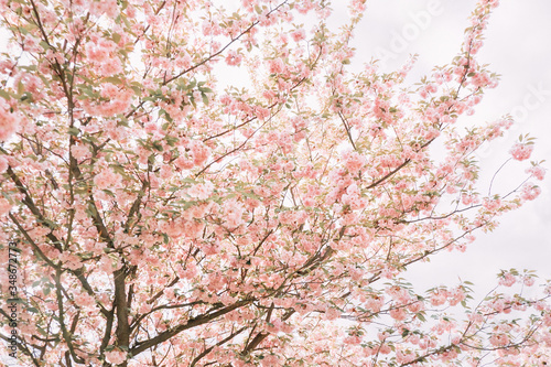 Branches with sakura blossoms with fresh pink flowers.