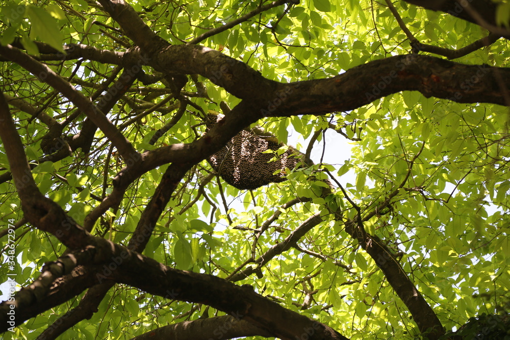 Fototapeta premium Honey bee's house in the forest 